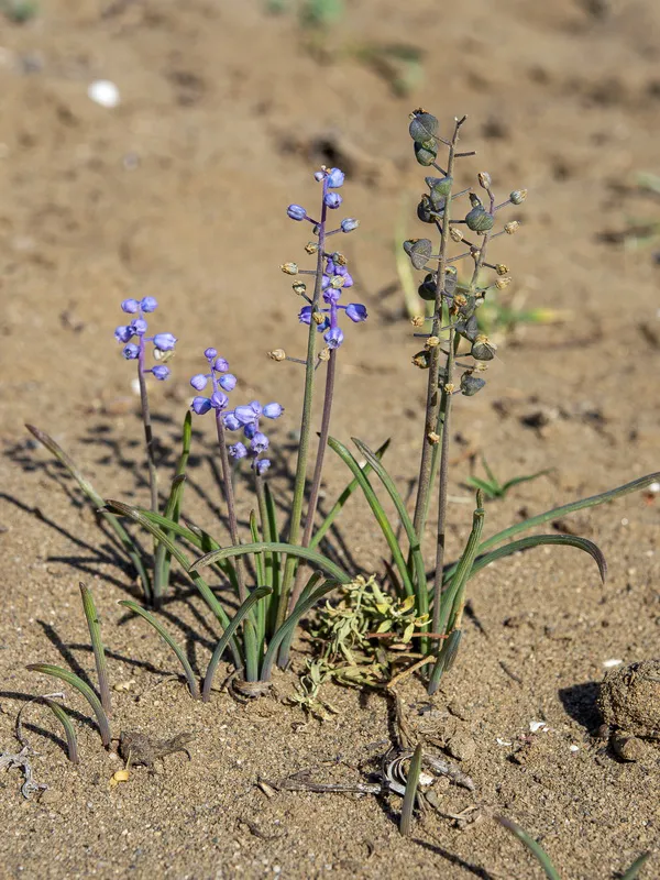 Muscari_parviflorum.08