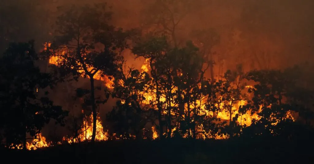 claves-sobre-como-actuar-ante-un-incendio-forestal-1024x536