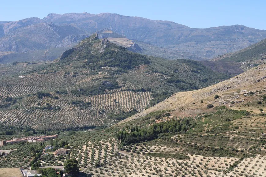 Olivos Jaén. Imagen Pixabay