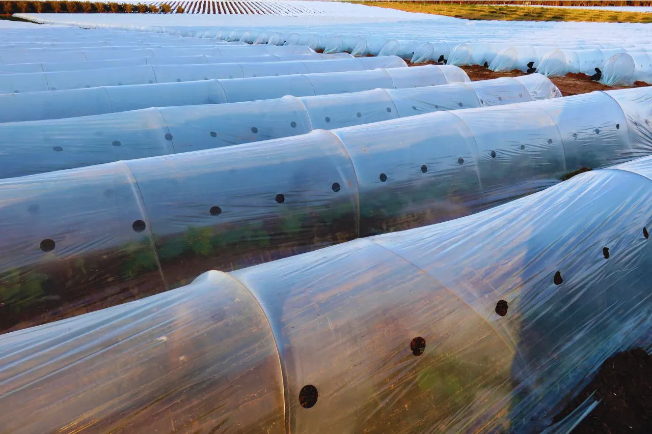 plásticos y mallas para invernaderos - IP