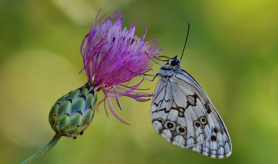 1725877382975Mariposas_2_Melanargia lachesis_Medioluto ibéricaEst