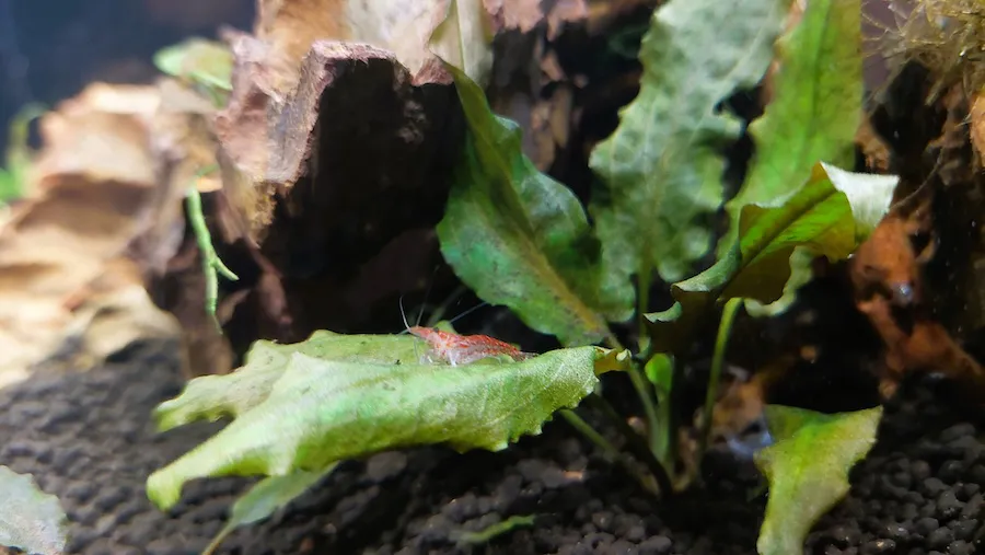 Naturaleza en el Aula gambario 1