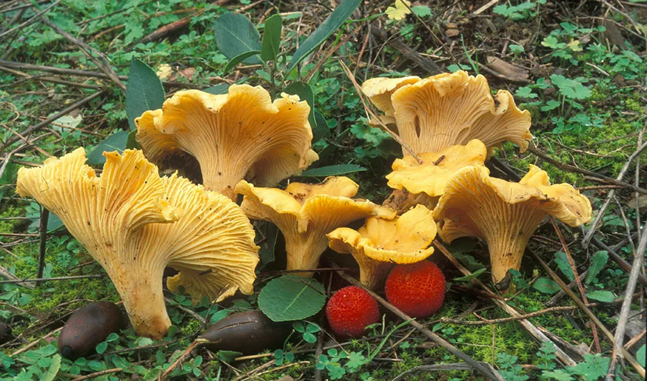 1728296653201Setas_Est