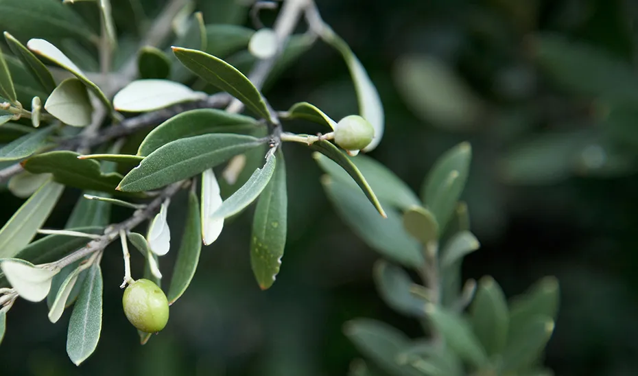 1724844659606Aceitunasolivoest