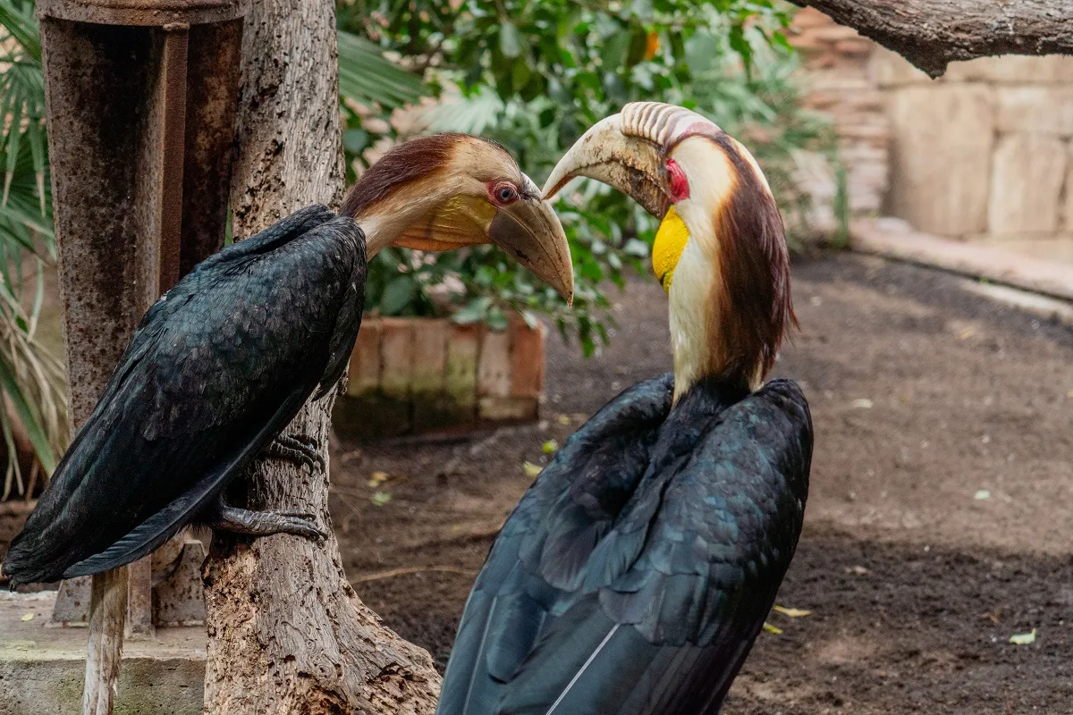 Bioparc Fuengirola Polluelos cálao gorginegro 2024 (2)