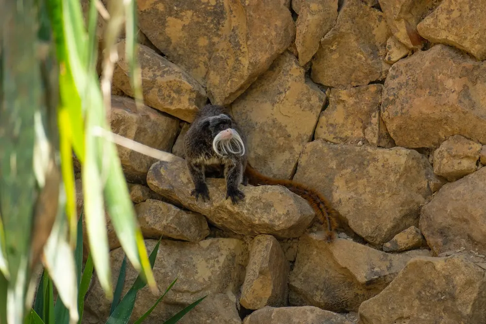 Titi emperador aviario Bioparc Fuengirola